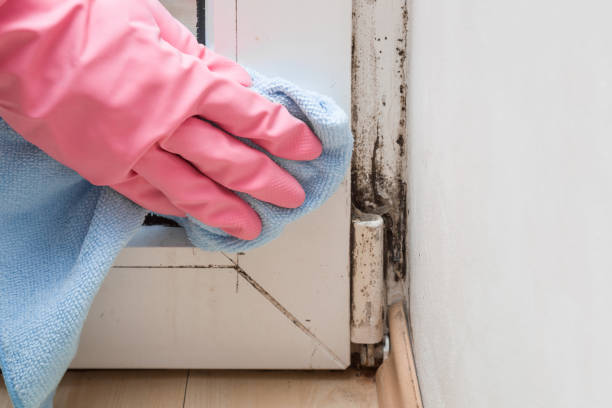 Best Post-Flood Mold Remediation in Westmorland, CA